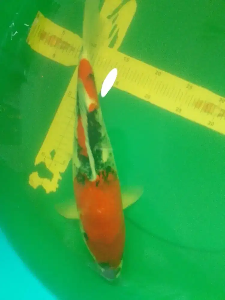 Ikan koi jenis Showa 40cm HQ