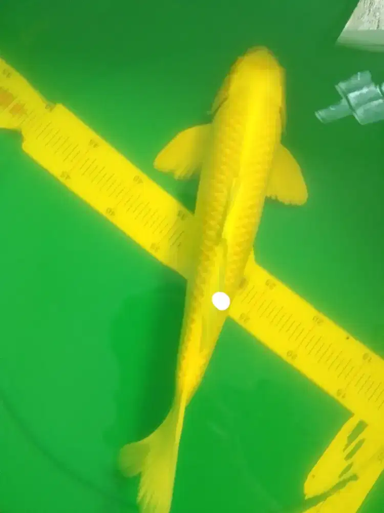 Ikan koi jenis Ogon 40cm yellow metalik