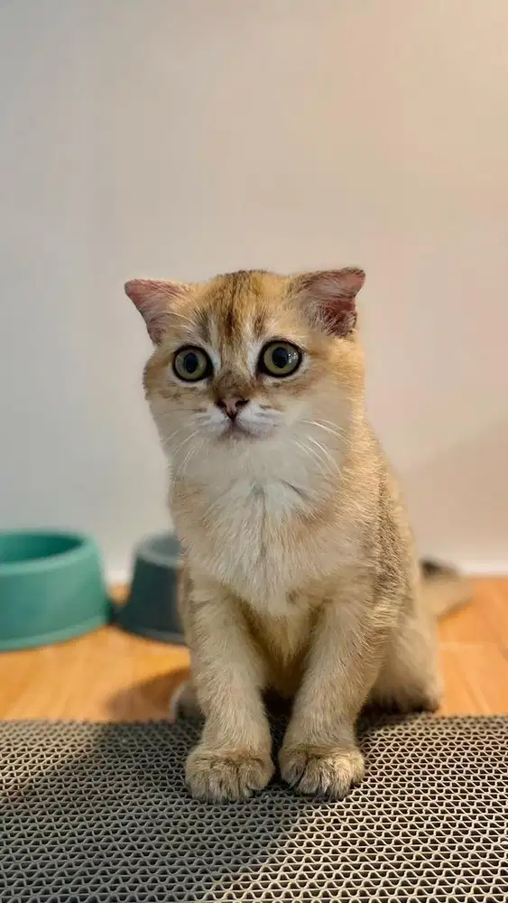 Kucing Scottish Fold Golden