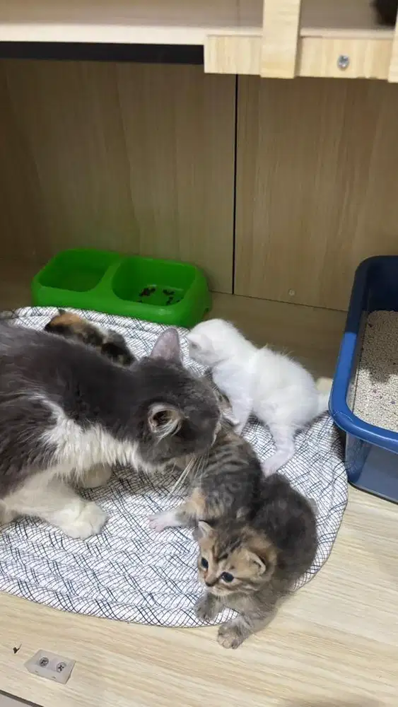 KUCING PERSIA BETINA