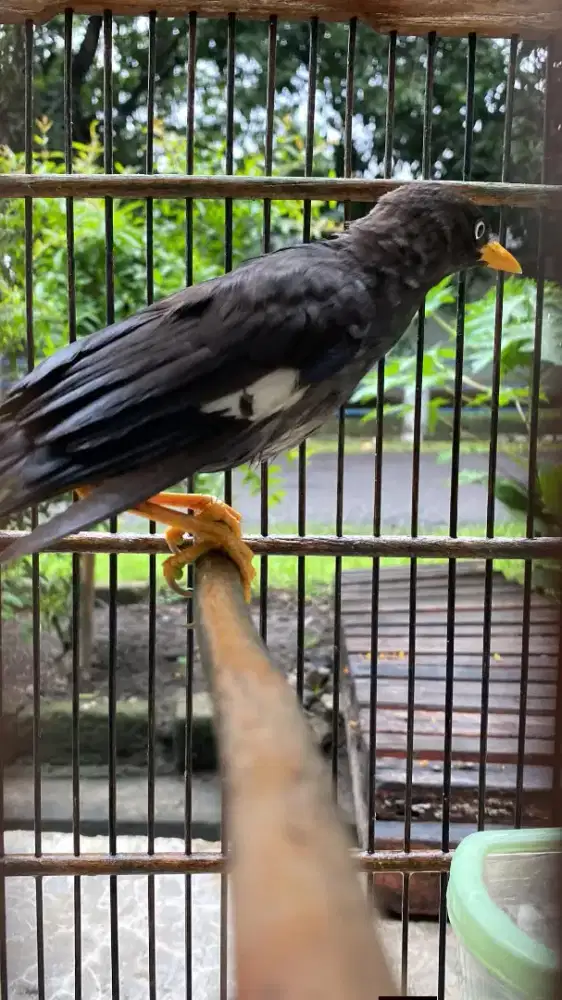 jalak kebo mata putih