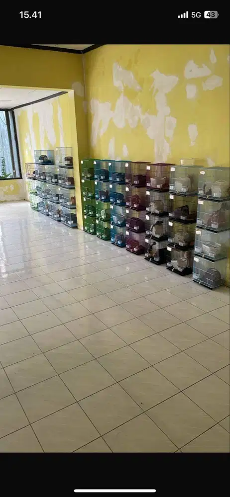 Sugar Glider banyak pilihan jenis edisi pensiun. Jual cepat.