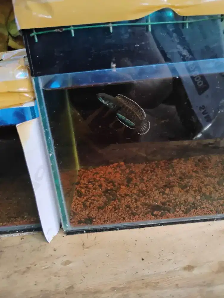 Andrao Gondrong 8-9cm