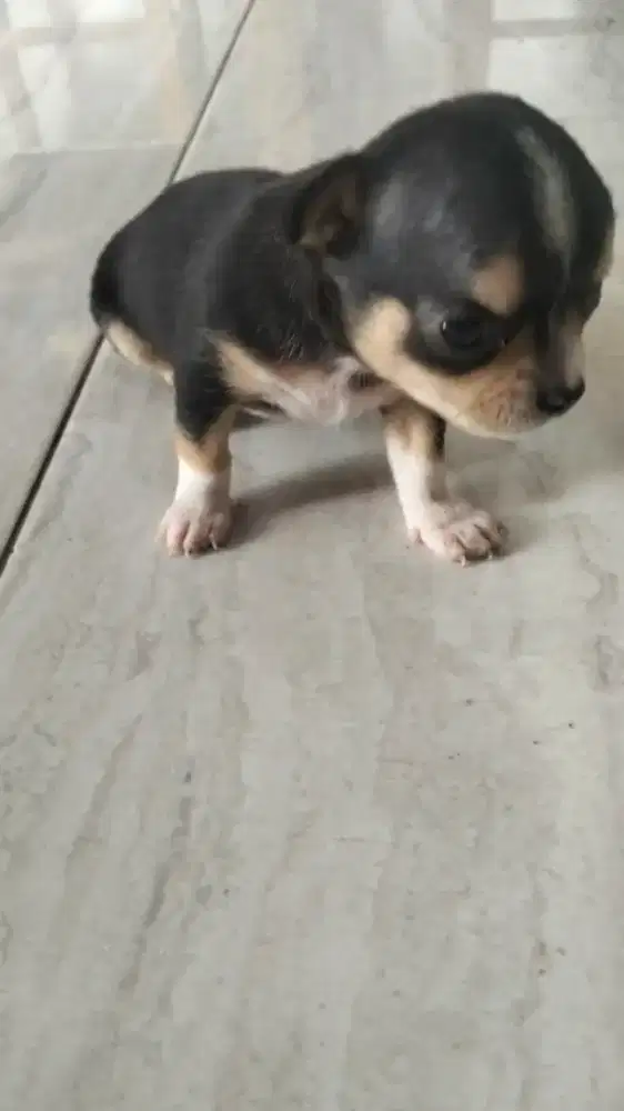 Anak Chihuahua 3 bulan