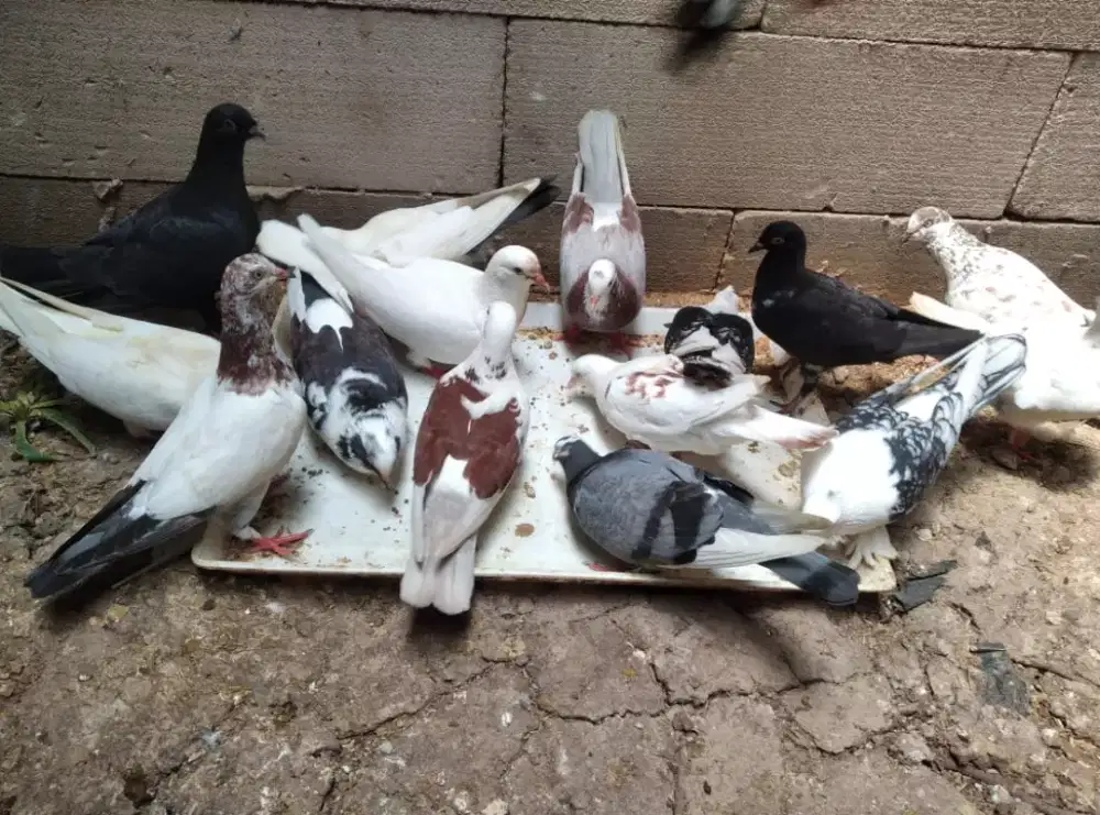 Grosir merpati dara warna blantong blorok normal