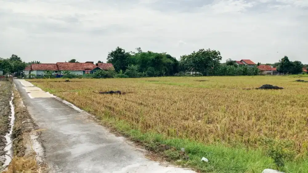 Sawah Murah 1,5 Ha di Palimanan