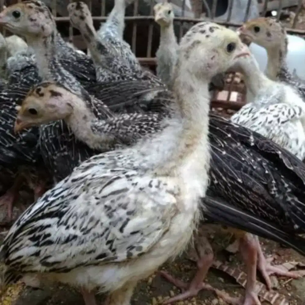 Kalkun anakan remaja dewada