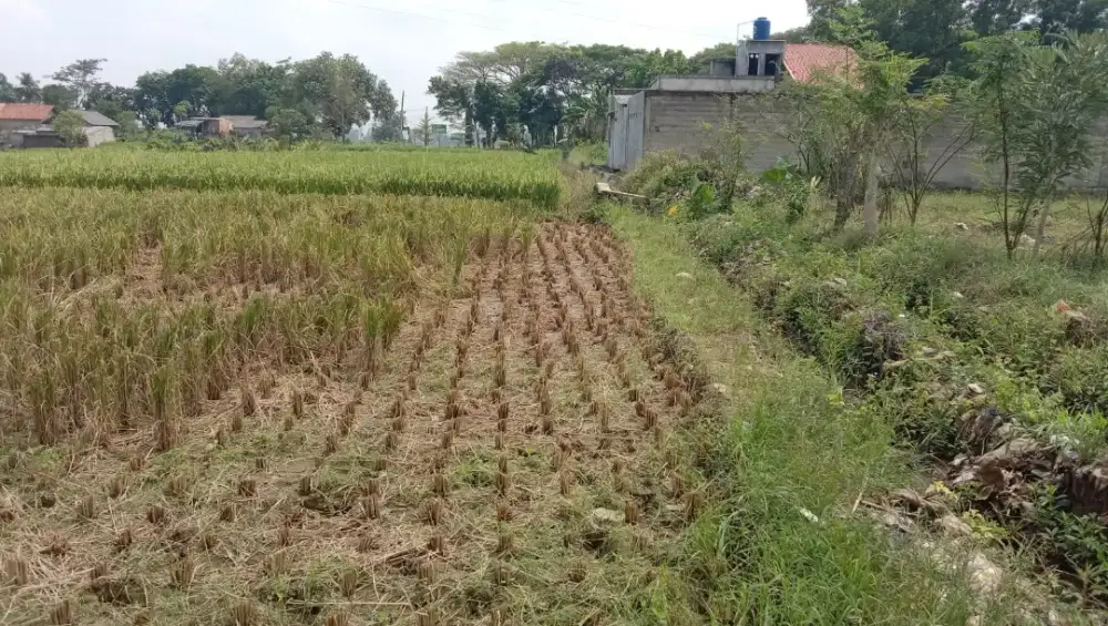 Sawah Produktif Kota Metro