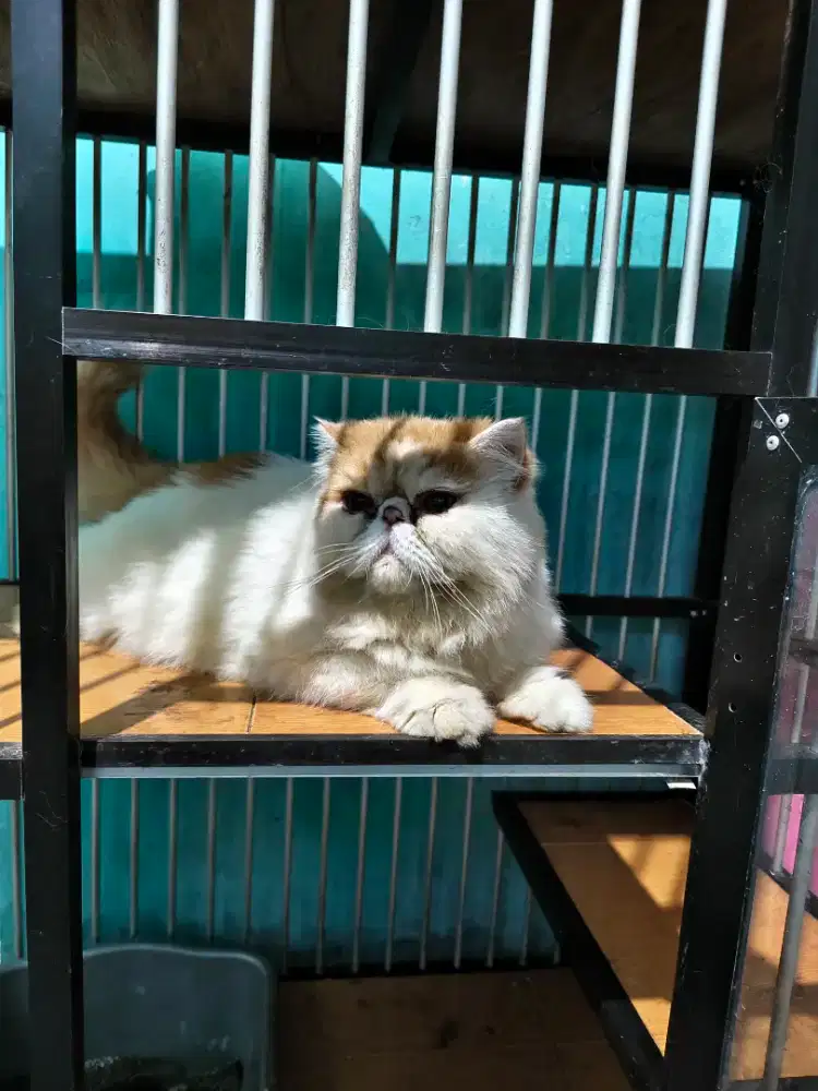 Kucing persia peaknose