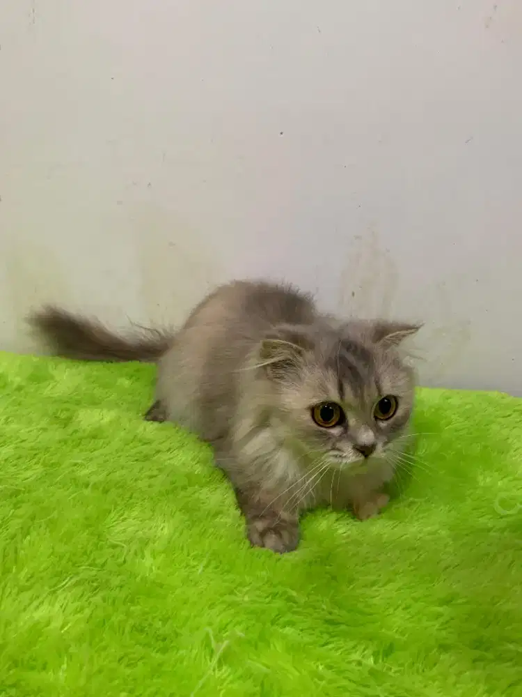 Scottish fold Famele