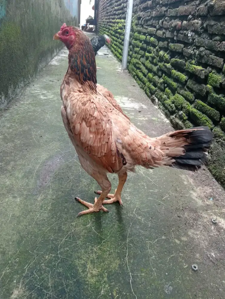 Ayam betina bangkok