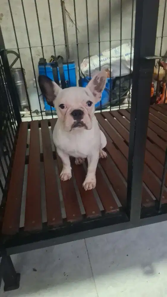 FRENCH BULLDOG PIED