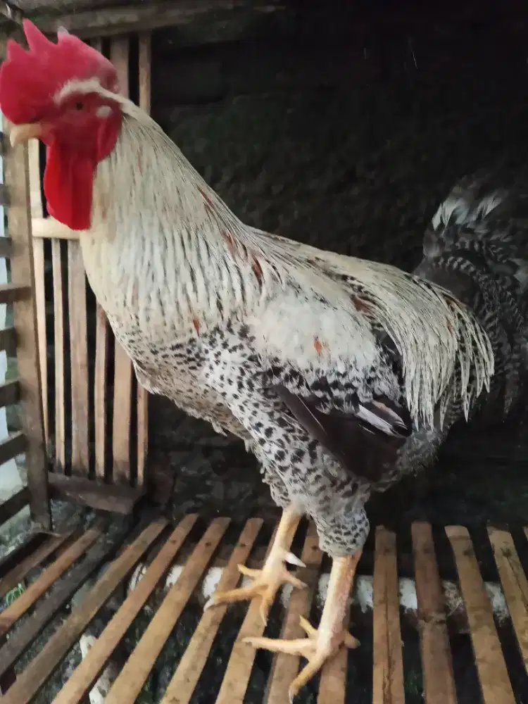 Ayam Silangan BR x Australorp