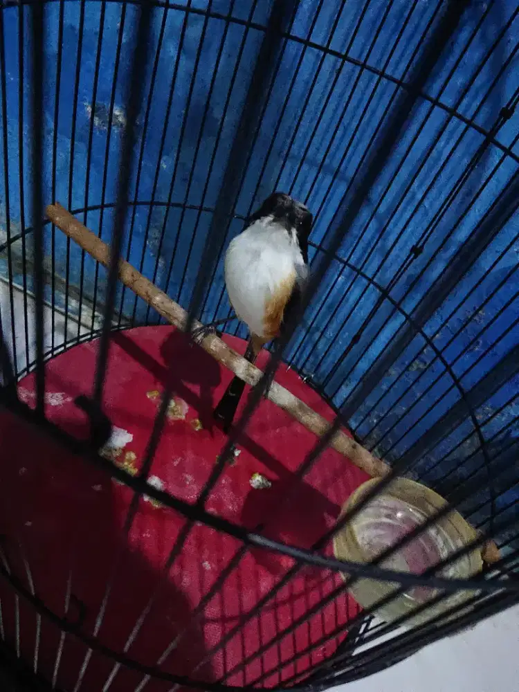 Burung pentet sembur MH makan pore