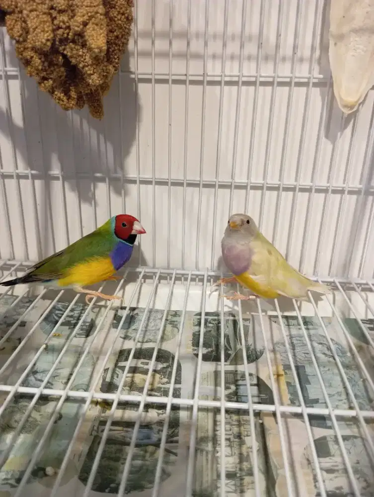 Gould Amadin GA dijual sepasang