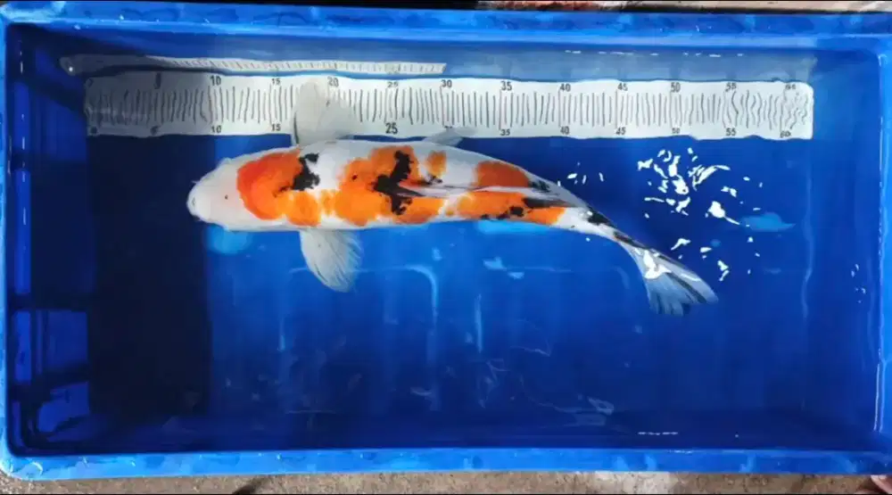 Ikan koi sanke 45cm