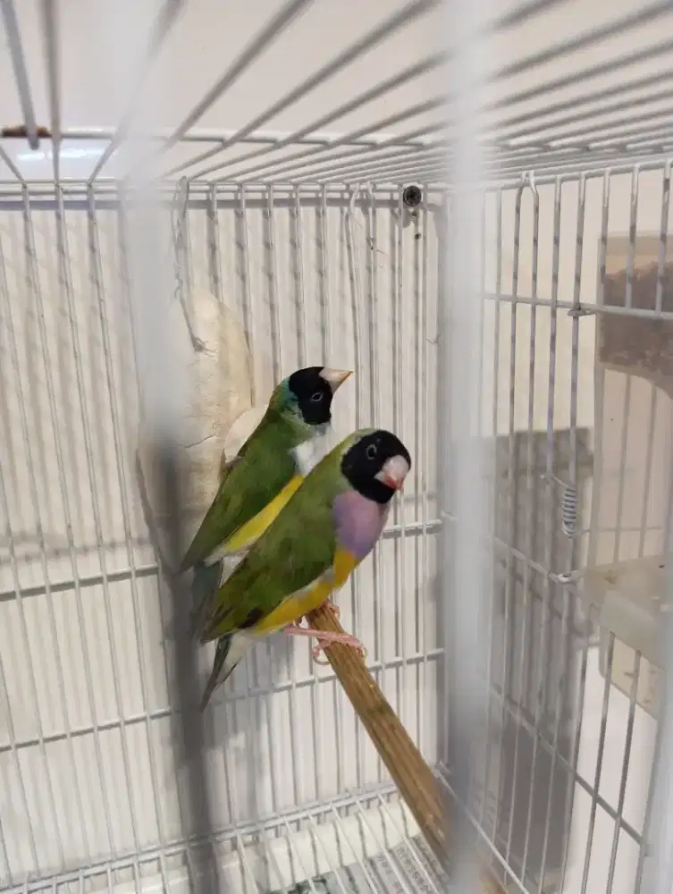 Burung GA Gould Amadin sepasang