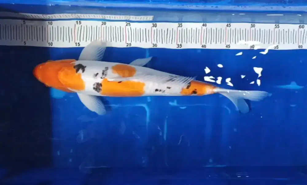 Ikan koi sanke 45cm