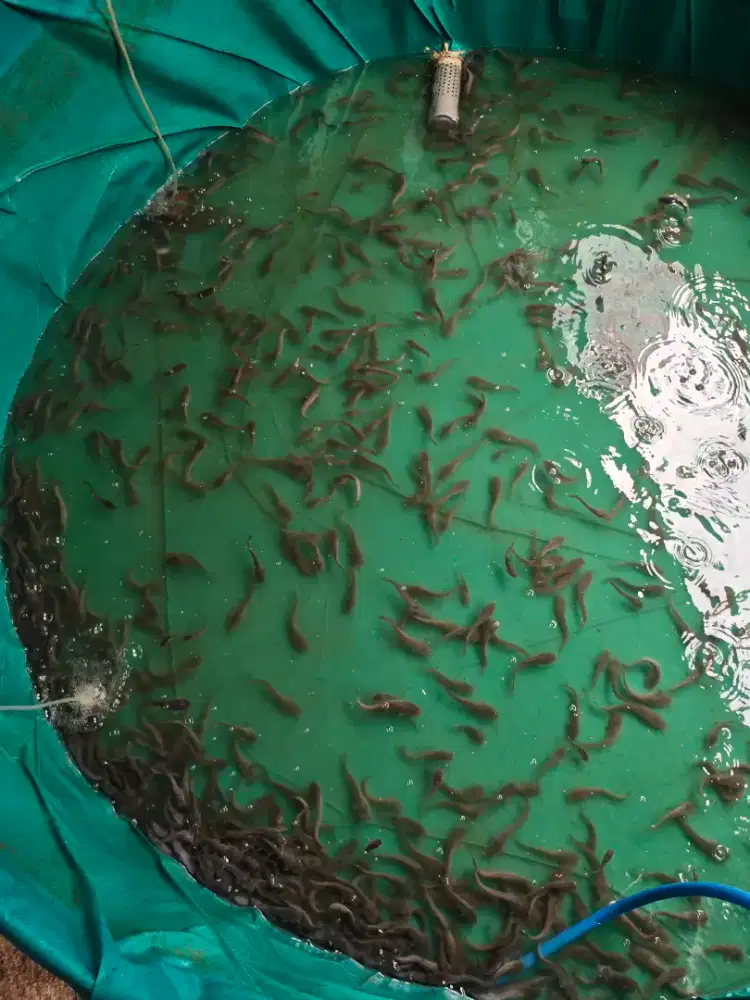 Lele segar untuk konsumsi