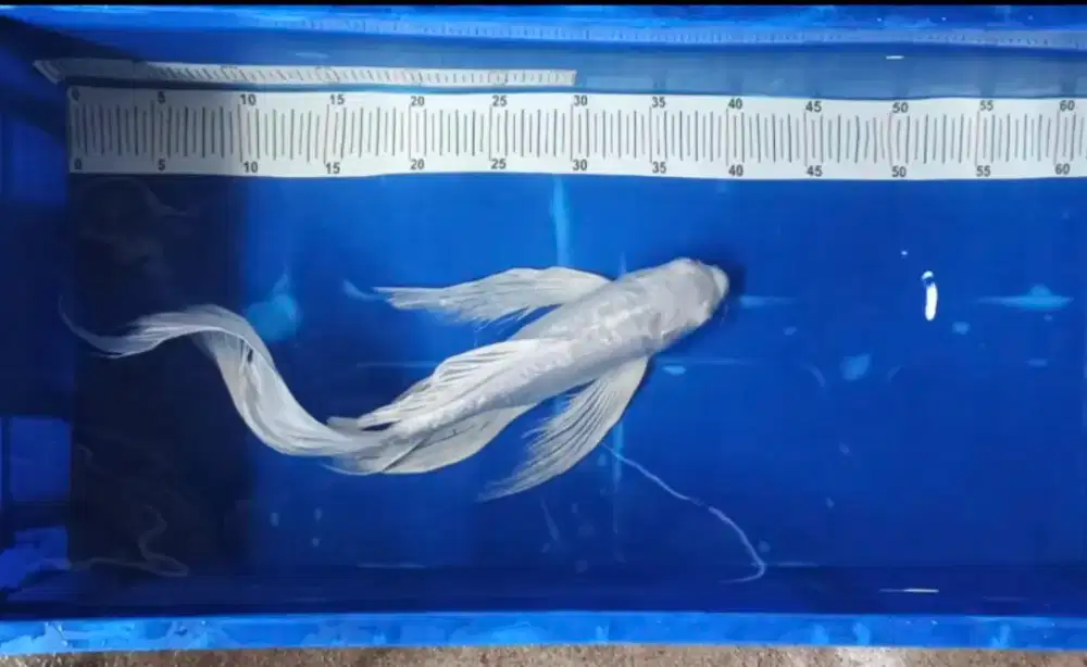 Ikan koi kumpay 43cm
