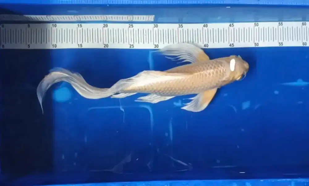 Ikan koi kumpay 45cm