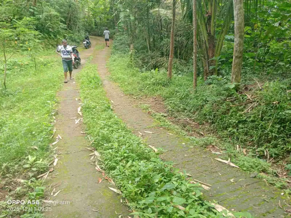 JUAL TANAH DI BANJARSARI SAMIGALUH KULONPROGO VIEW SAWAH DAN PEGUNUNGAN