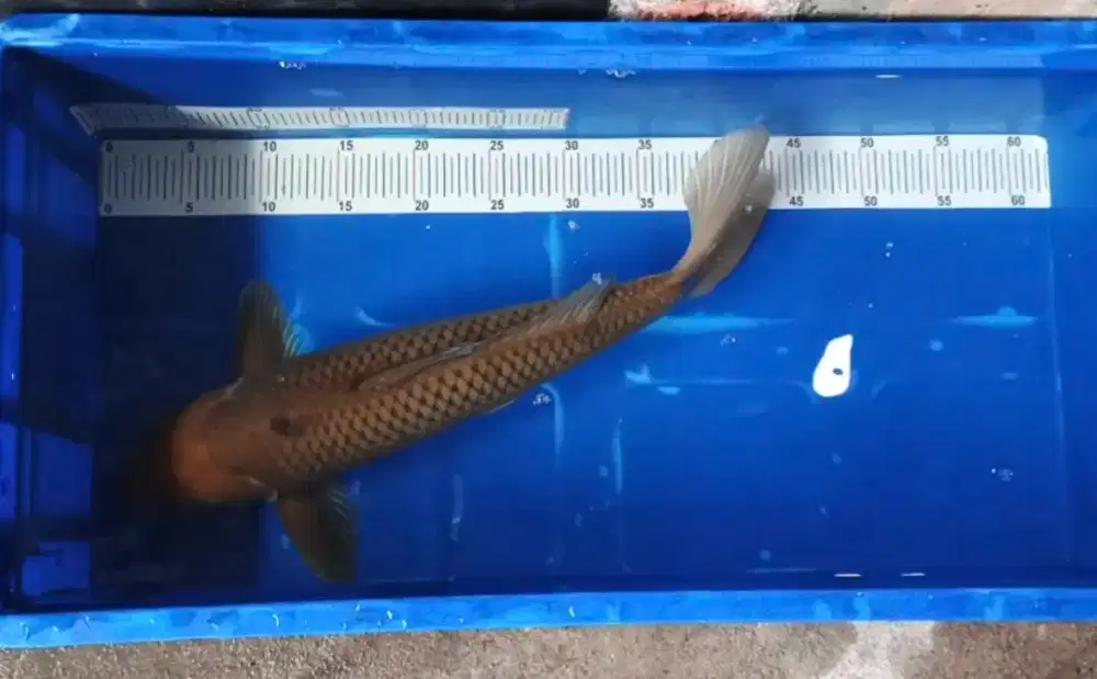 Ikan koi chagoi 47cm