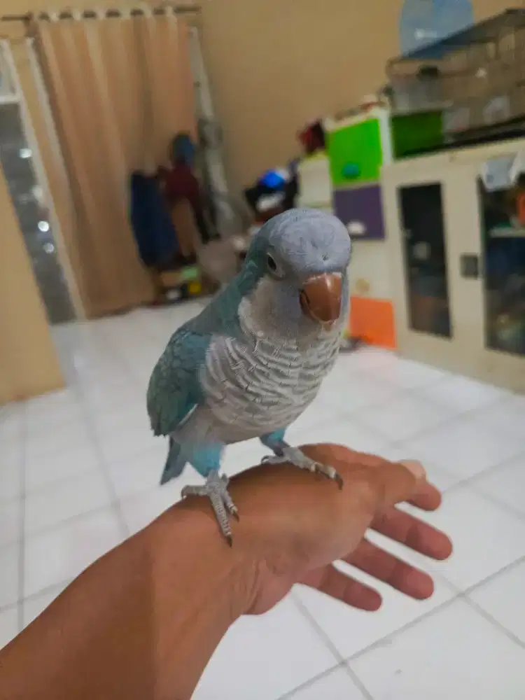 For Sale Blue Monk Parakeet Jantan
