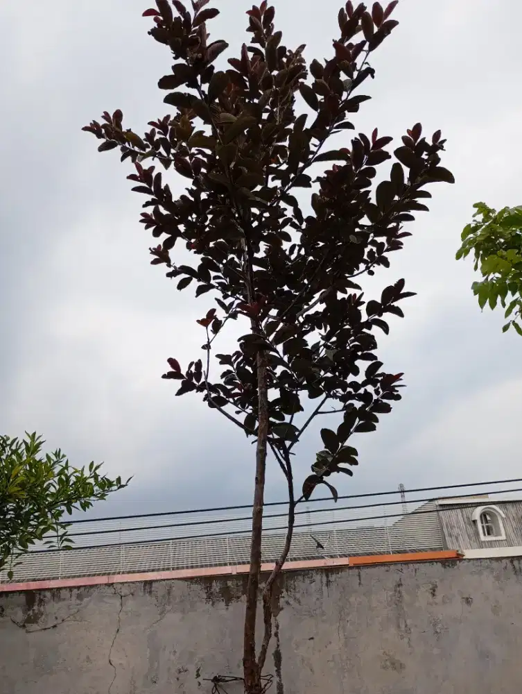 POHON BUAH JAMBU MERAH