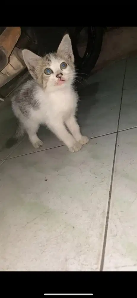 Kitten mixdome jantan