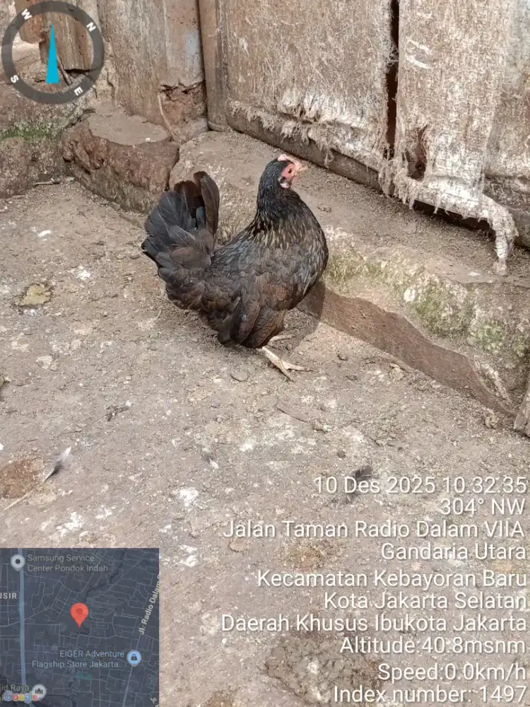 Jual ayam Kate Biang