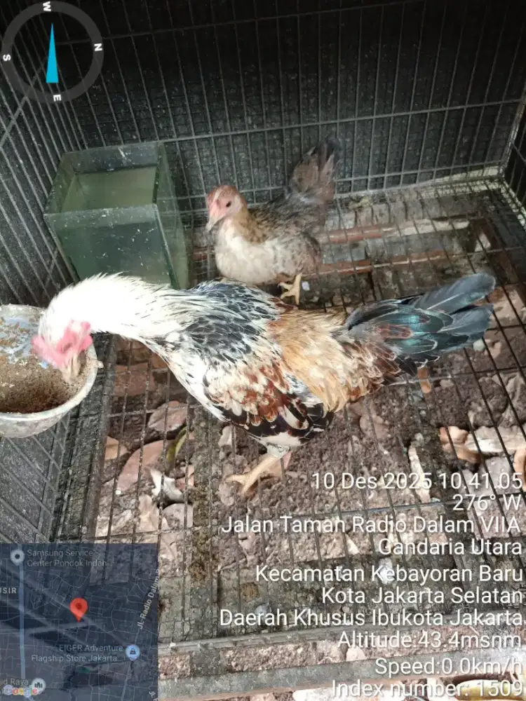 Jual ayam Kate Sepasang Remaja