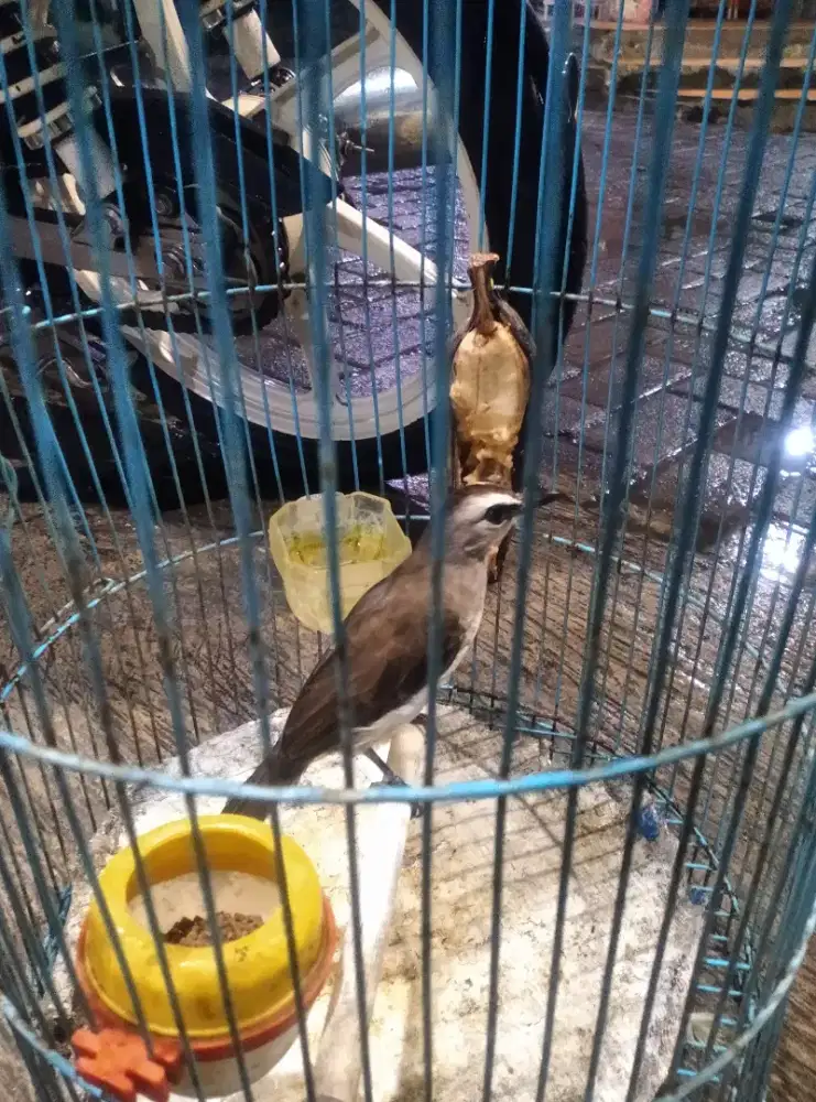 Burung trucukan spek alaram garuda