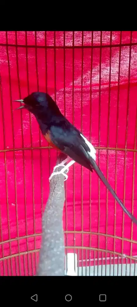 Muray hutan prospek prestasi