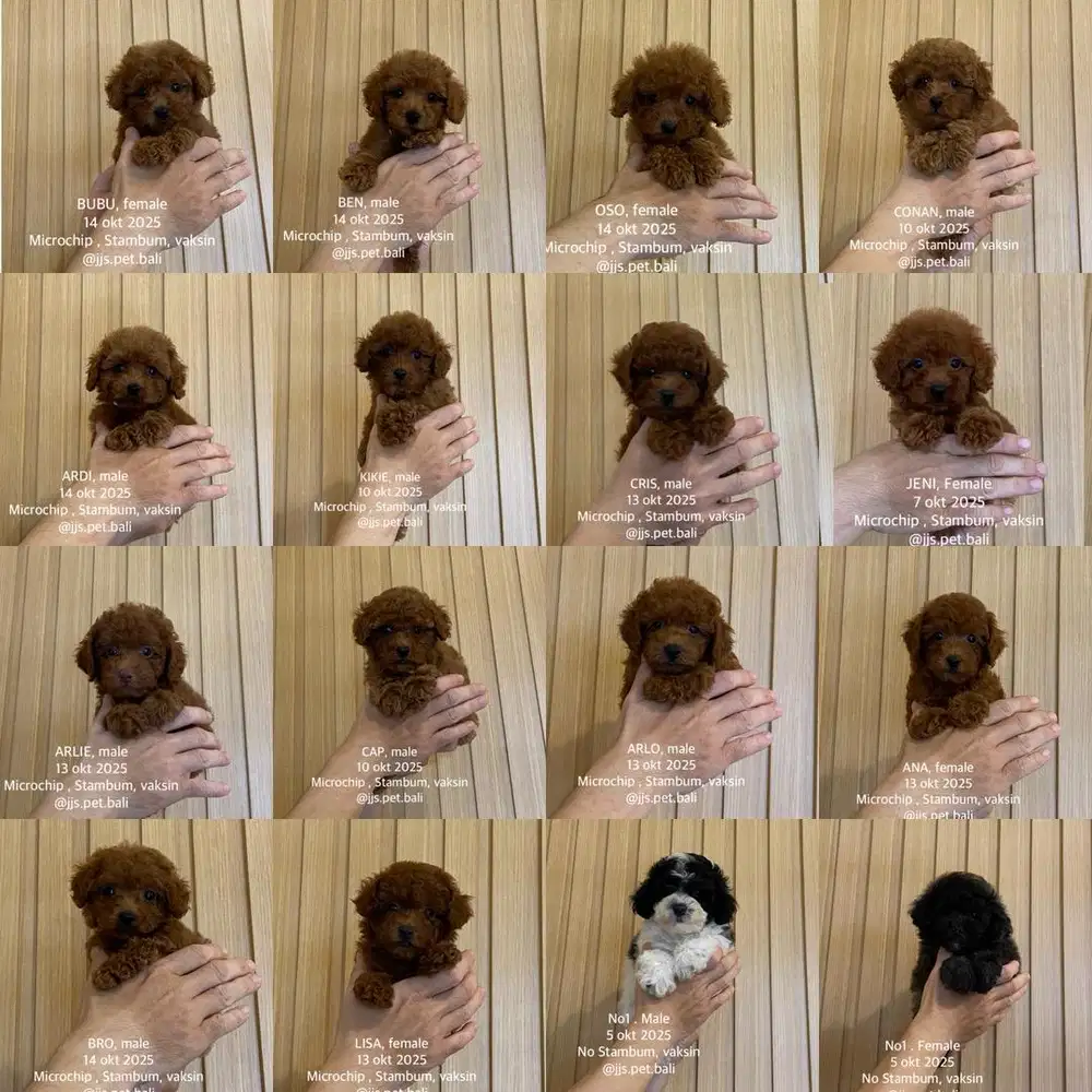 Toy poodle jantan betina