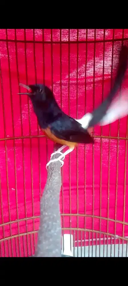 Muray hutan  prospek gantang