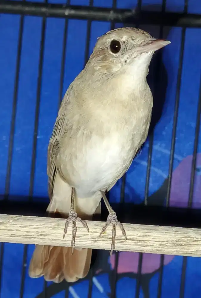 Siklon Common Nightingale