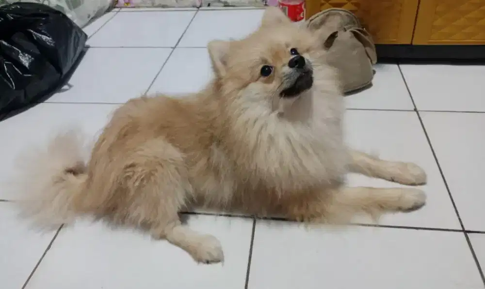 Anjing minipom jantan