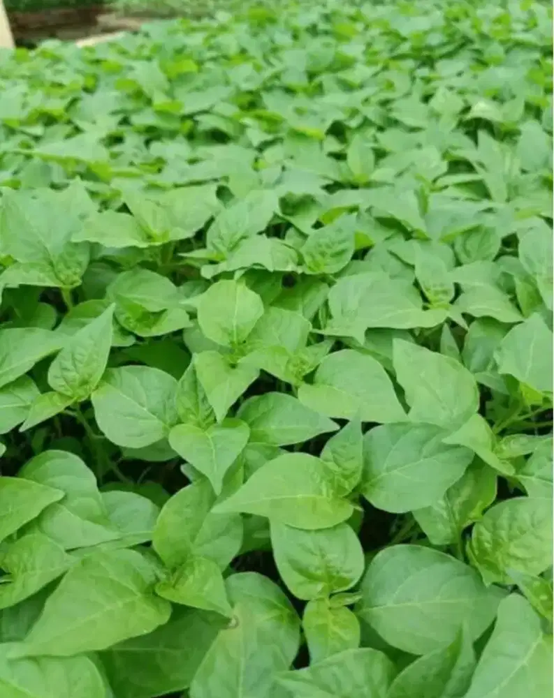 Tanaman bibit cabai rawit setan