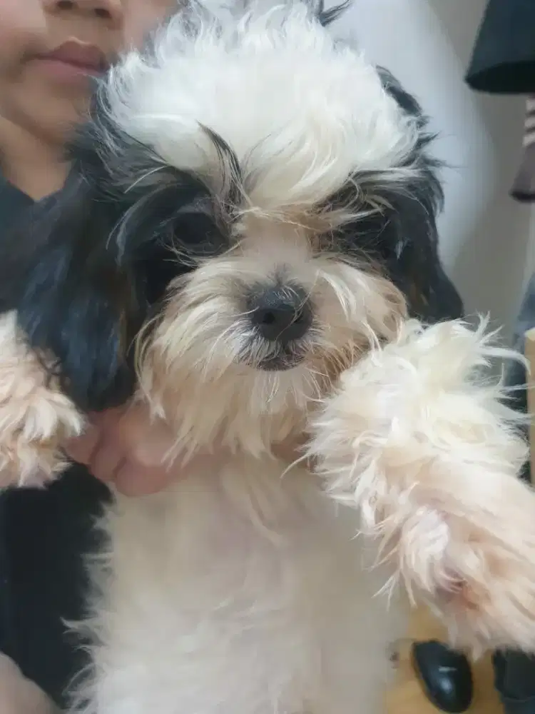 Anak anjing Shitzhu puppy  betina 3bln