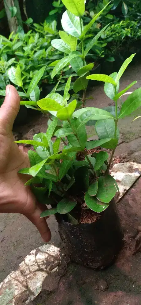 Tanaman soka hawai bunga kuning