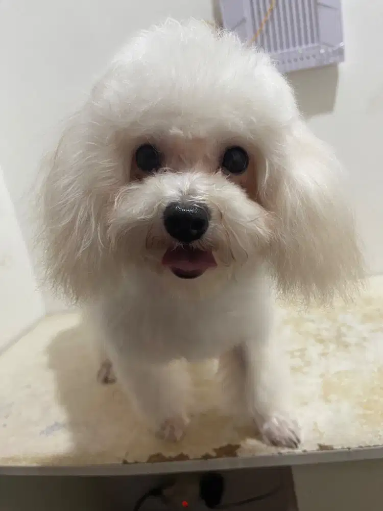 Poodle tiny aprikot betina 2ekor(kakak adik)