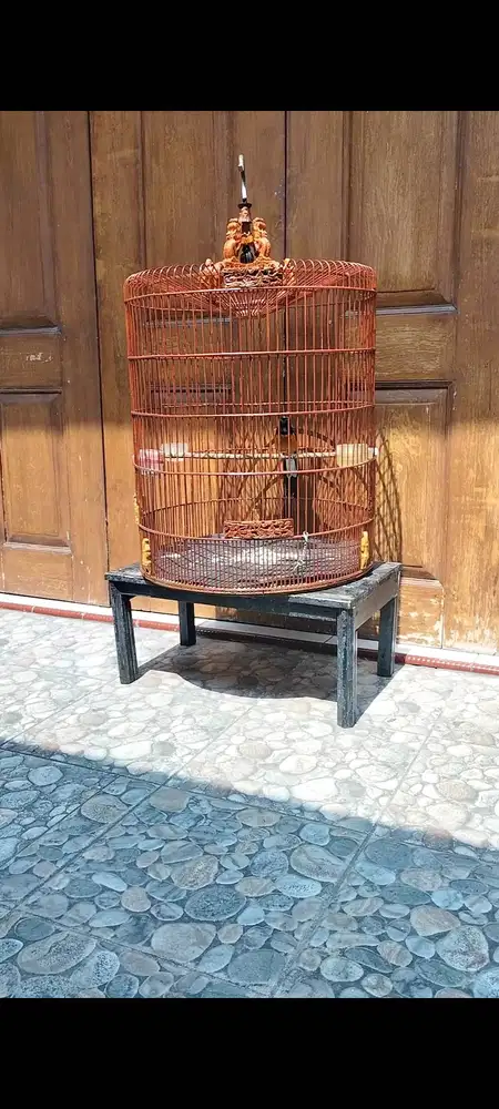 Jual aja burung murai mapan body big sakar ukir