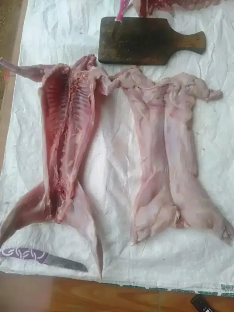 Jual daging kelinci,angsa,ayam kalkun