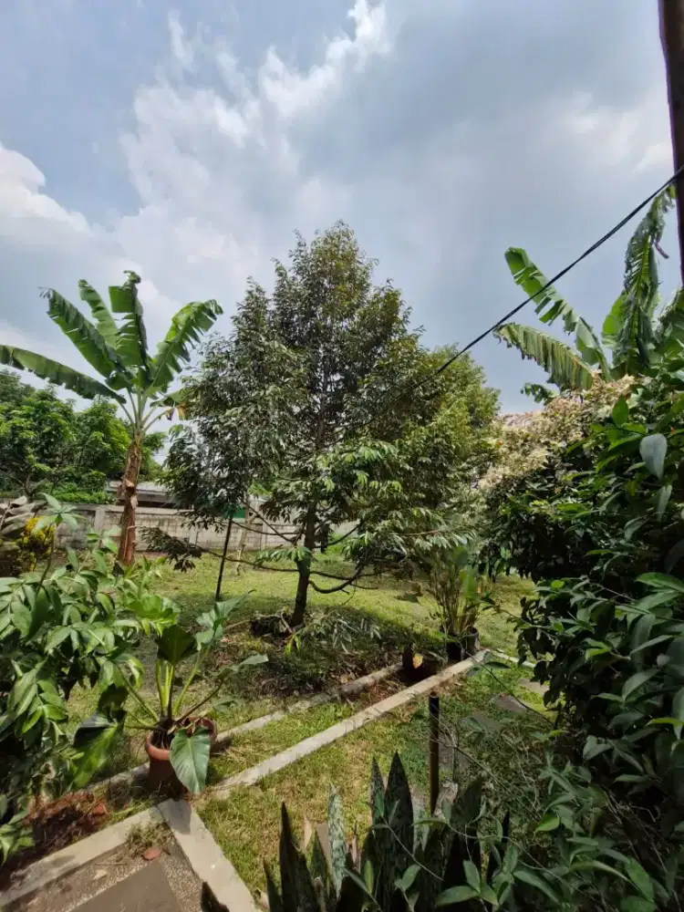 Dijual Tanah Kebun di Cikeas Bonus Rumah