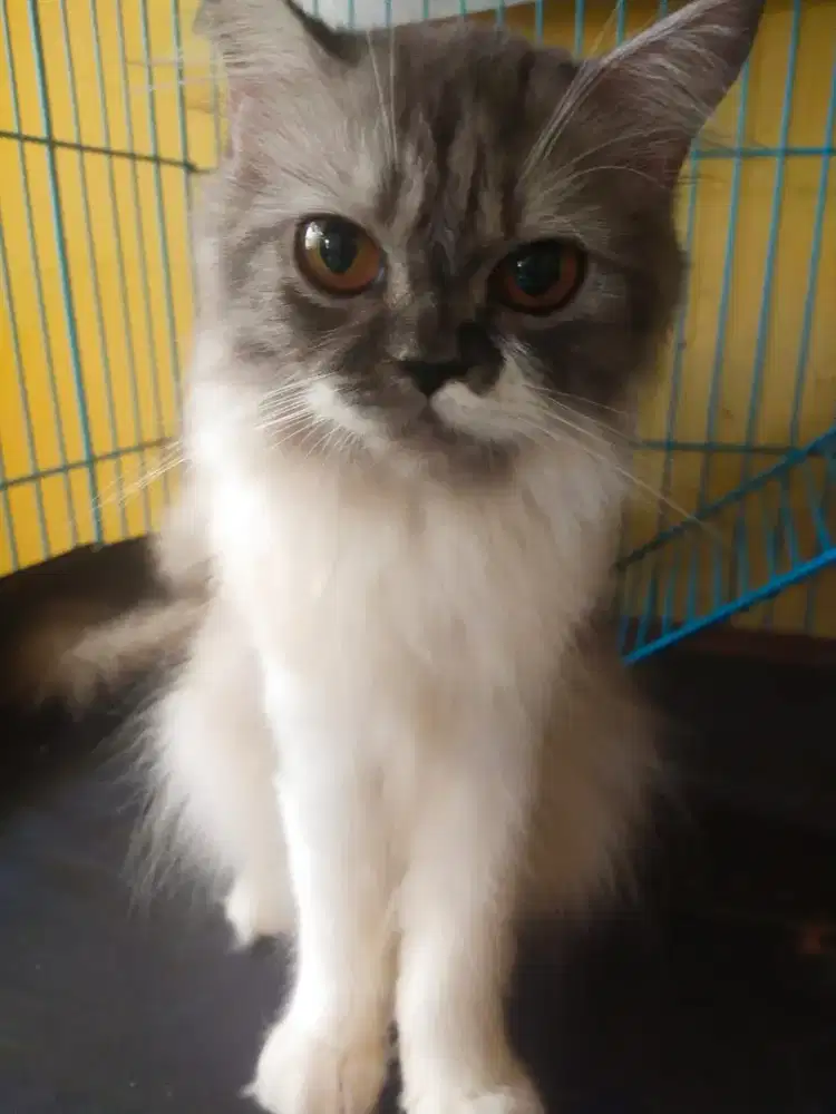 Kucing Persia medium betina