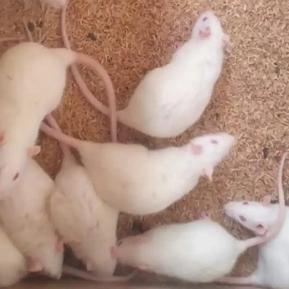 Tikus putih mencit u pakan hewan anda