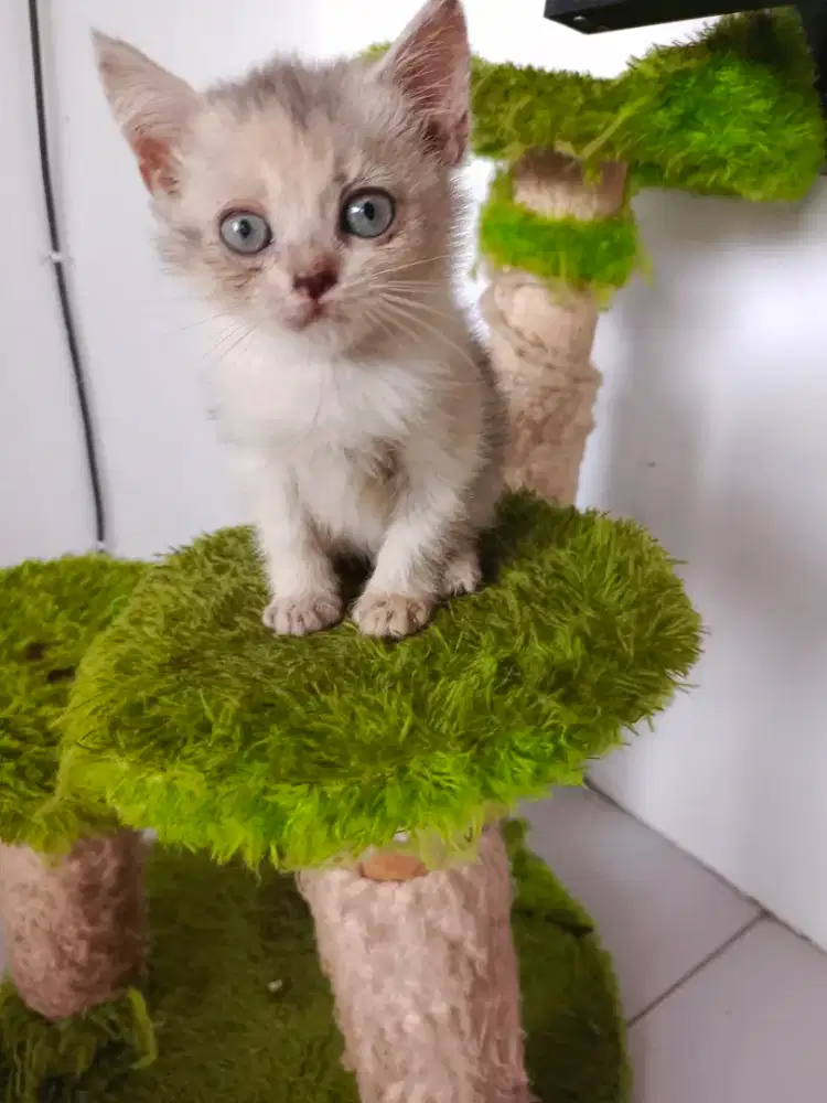 Ss kalico dilute( scoties& bsh )