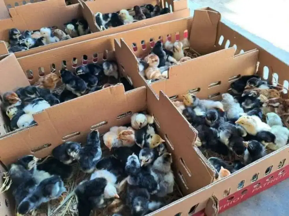 DOC Ayam Kampung KUB 2