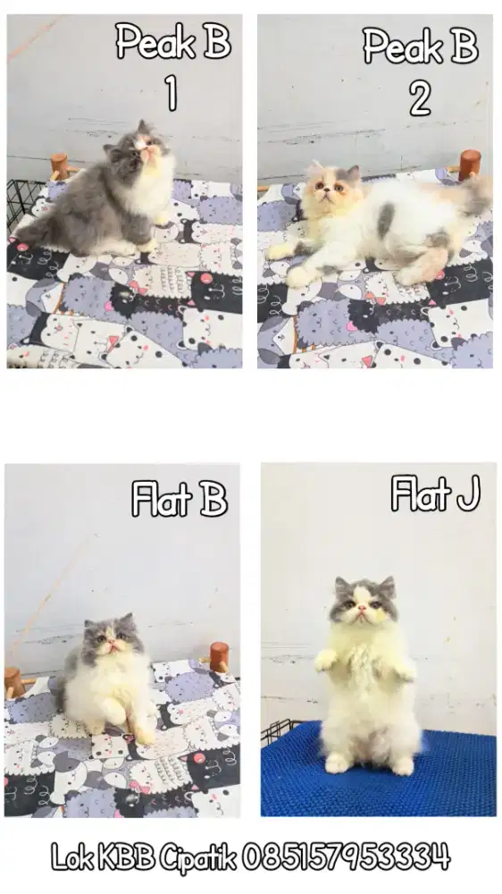 Kucing persia kitten